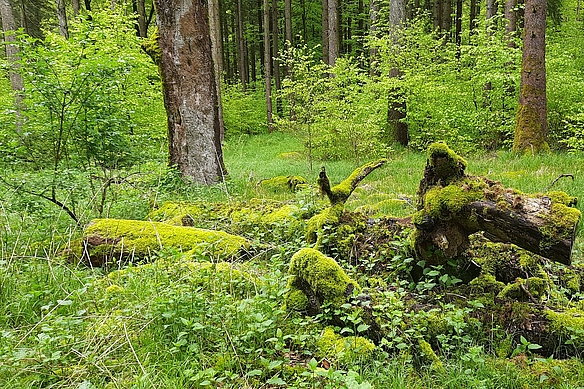 Totholz im Forstenrieder Park